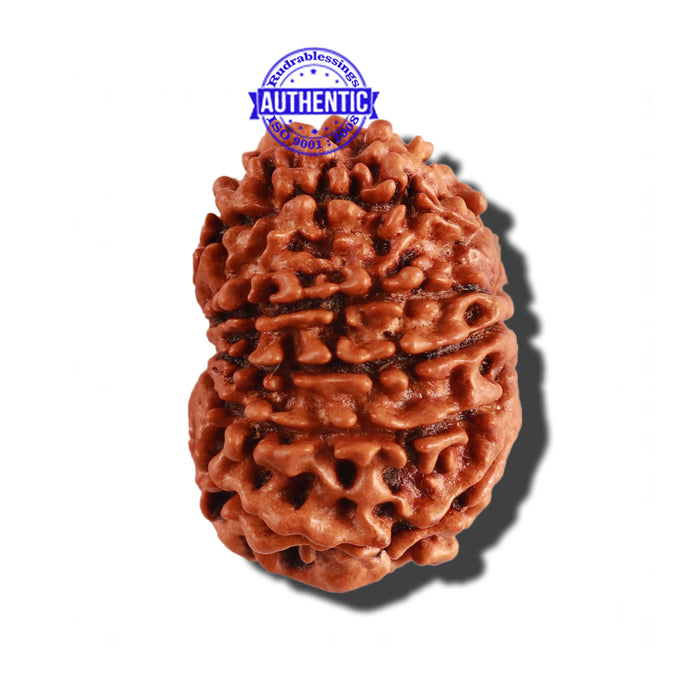 11 Mukhi Nepalese Rudraksha - Bead No. 228