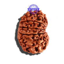 Load image into Gallery viewer, 11 Mukhi Nepalese Rudraksha - Bead No. 228
