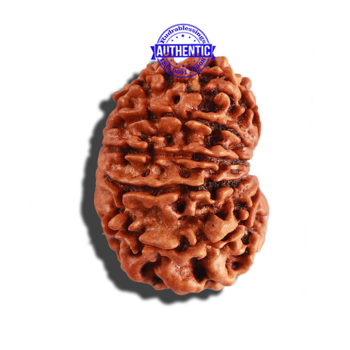 11 Mukhi Nepalese Rudraksha - Bead No. 228
