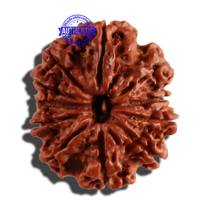 11 Mukhi Nepalese Rudraksha - Bead No. 230