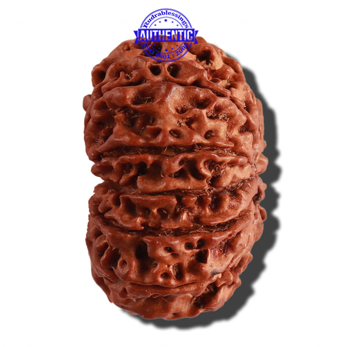 11 Mukhi Nepalese Rudraksha - Bead No. 230