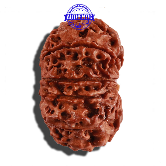 11 Mukhi Nepalese Rudraksha - Bead No. 230