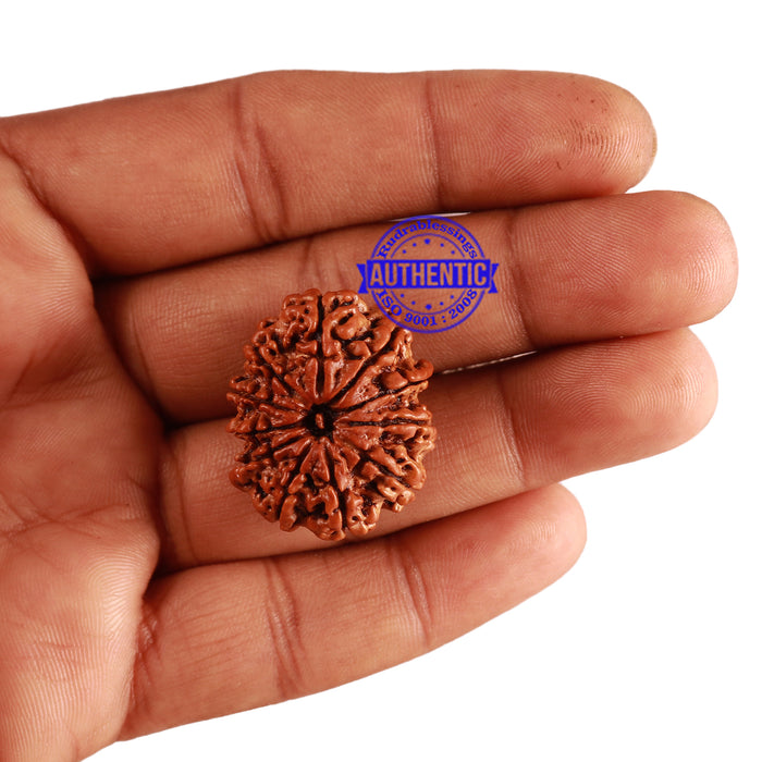 11 Mukhi Nepalese Rudraksha - Bead No. 231