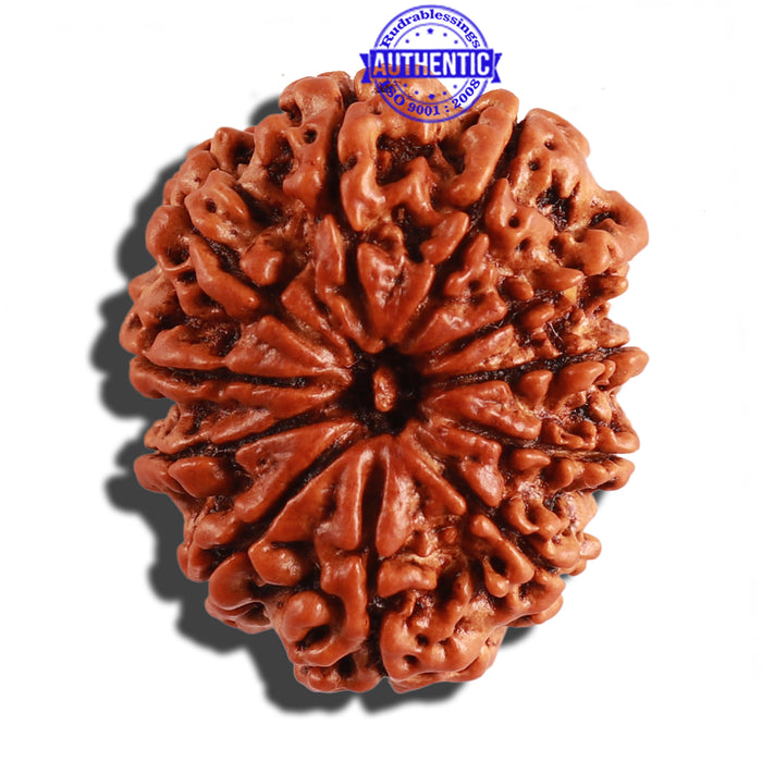 11 Mukhi Nepalese Rudraksha - Bead No. 231