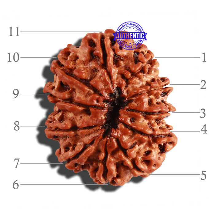 11 Mukhi Nepalese Rudraksha - Bead No. 231