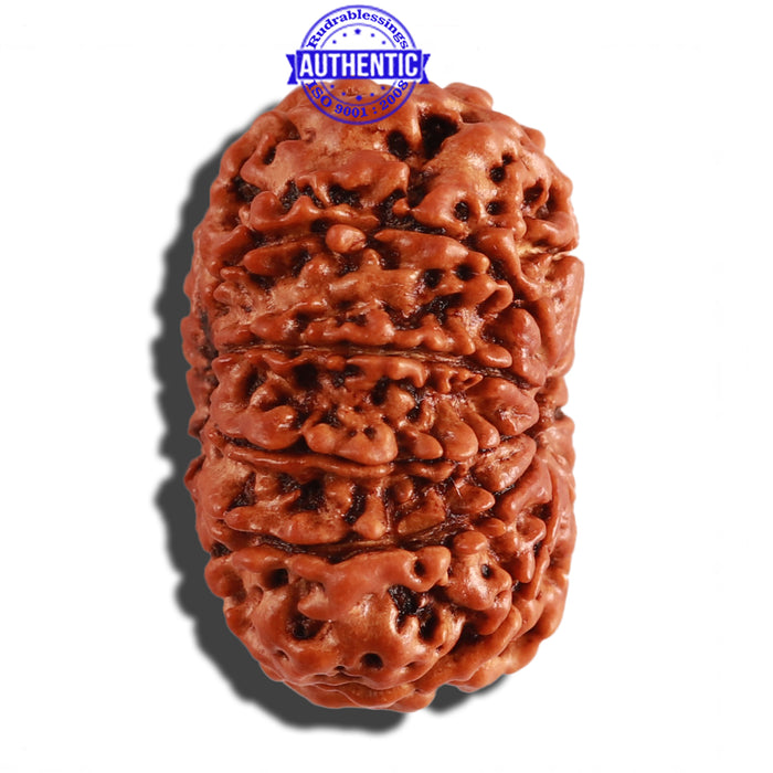 11 Mukhi Nepalese Rudraksha - Bead No. 231