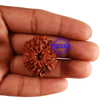 Load image into Gallery viewer, 11 Mukhi Nepalese Rudraksha - Bead No. 232
