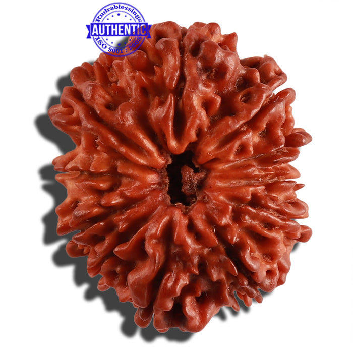 11 Mukhi Nepalese Rudraksha - Bead No. 232