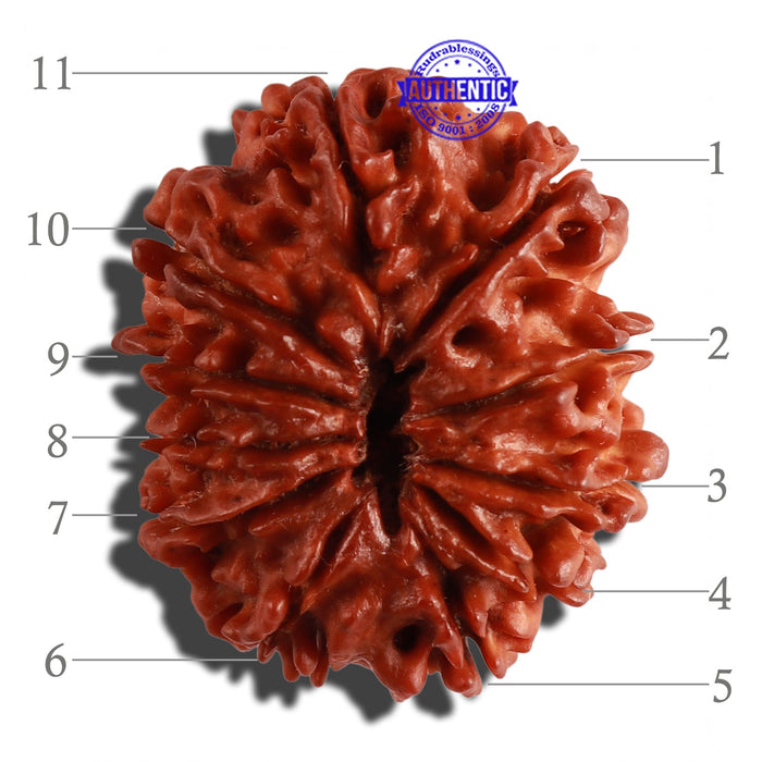 11 Mukhi Nepalese Rudraksha - Bead No. 232