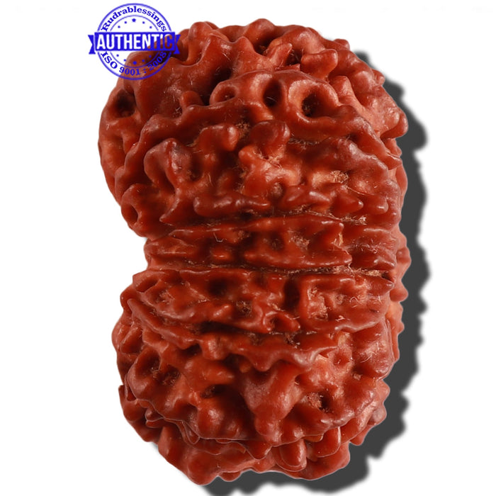 11 Mukhi Nepalese Rudraksha - Bead No. 232