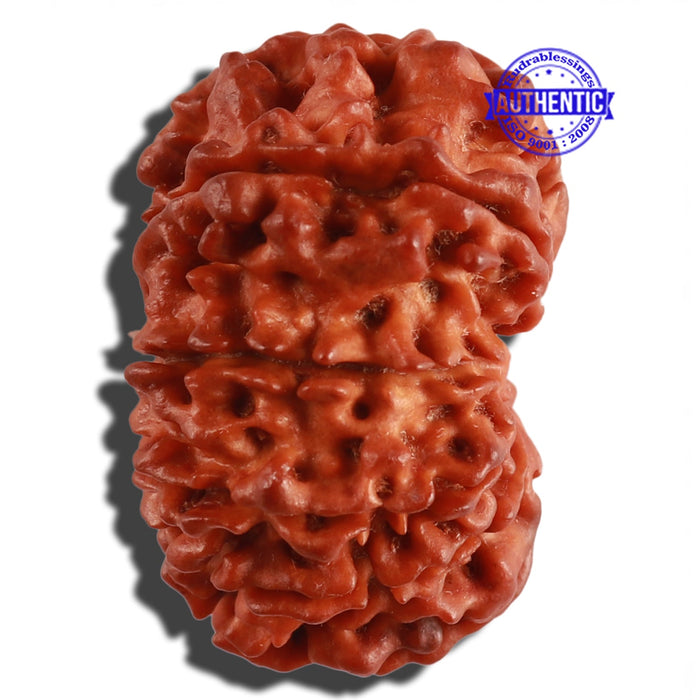 11 Mukhi Nepalese Rudraksha - Bead No. 232