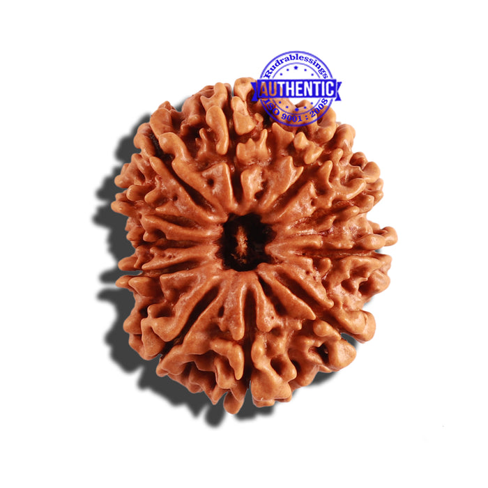 11 Mukhi Nepalese Rudraksha - Bead No. 238