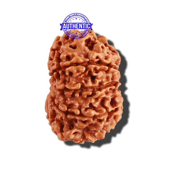 11 Mukhi Nepalese Rudraksha - Bead No. 238