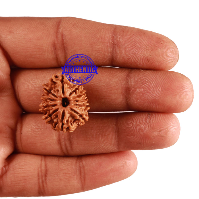 11 Mukhi Nepalese Rudraksha - Bead No. 239