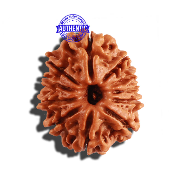 11 Mukhi Nepalese Rudraksha - Bead No. 239