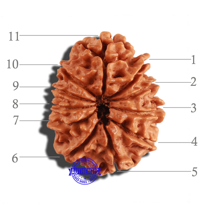 11 Mukhi Nepalese Rudraksha - Bead No. 239