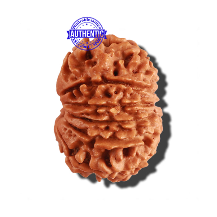 11 Mukhi Nepalese Rudraksha - Bead No. 239