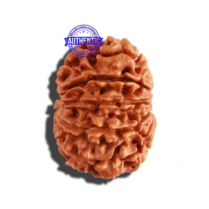 11 Mukhi Nepalese Rudraksha - Bead No. 239