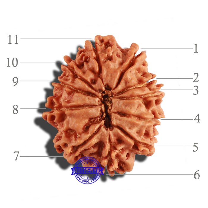 11 Mukhi Nepalese Rudraksha - Bead No. 241