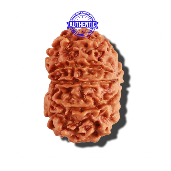 11 Mukhi Nepalese Rudraksha - Bead No. 241