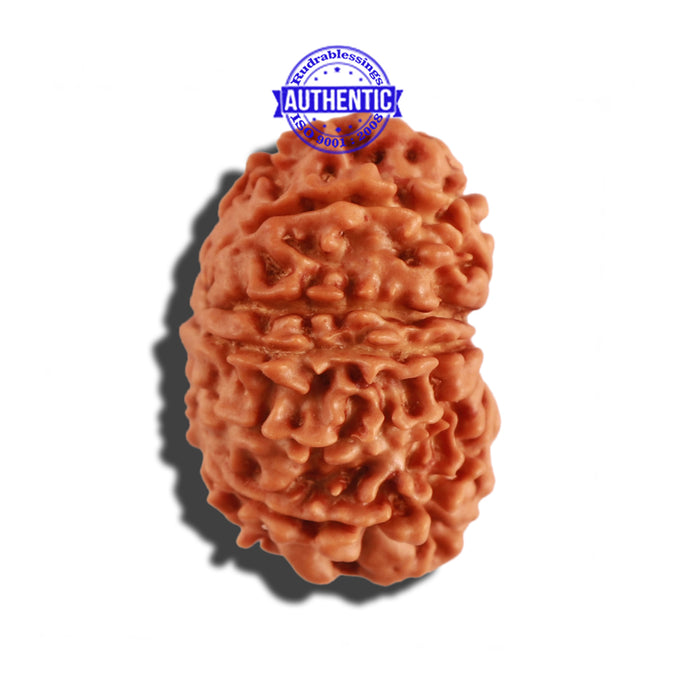 11 Mukhi Nepalese Rudraksha - Bead No. 241