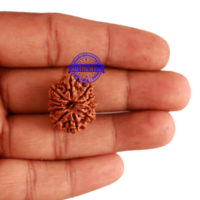 11 Mukhi Nepalese Rudraksha - Bead No. 242