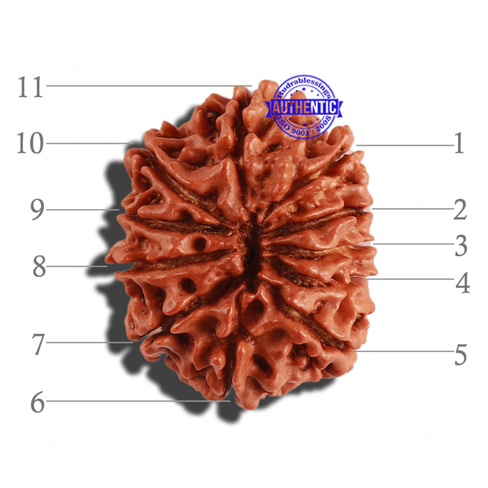 11 Mukhi Nepalese Rudraksha - Bead No. 242