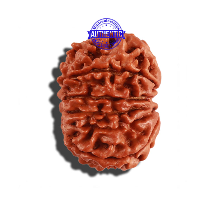 11 Mukhi Nepalese Rudraksha - Bead No. 242