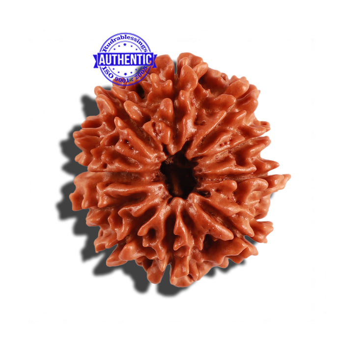 11 Mukhi Nepalese Rudraksha - Bead No. 243