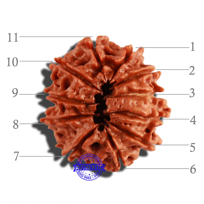 11 Mukhi Nepalese Rudraksha - Bead No. 243