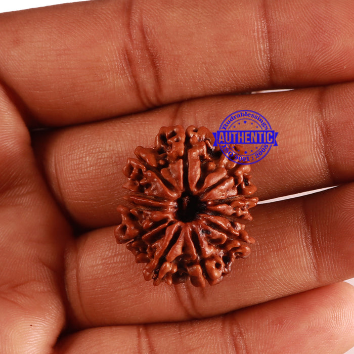 11 Mukhi Nepalese Rudraksha - Bead No. 246