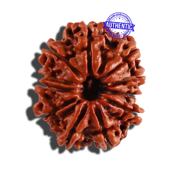 11 Mukhi Nepalese Rudraksha - Bead No. 246