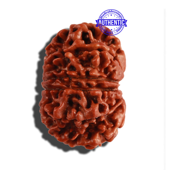 11 Mukhi Nepalese Rudraksha - Bead No. 246