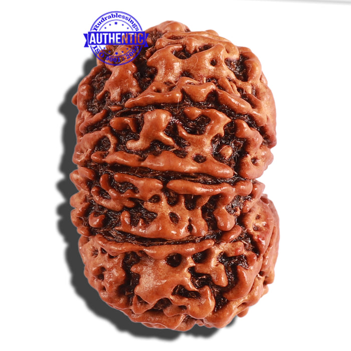 11 Mukhi Nepalese Rudraksha - Bead No. 248