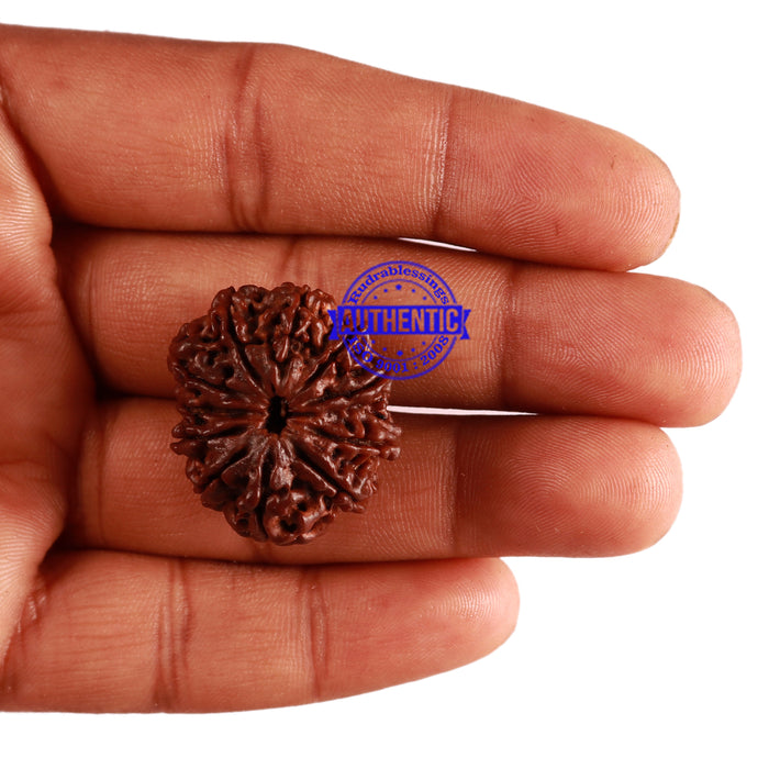 11 Mukhi Nepalese Rudraksha - Bead No. 249