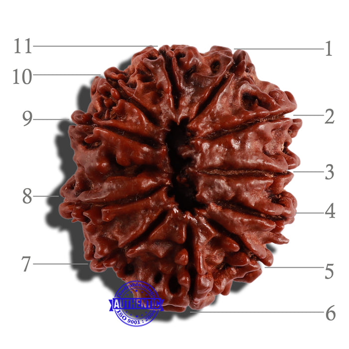11 Mukhi Nepalese Rudraksha - Bead No. 249