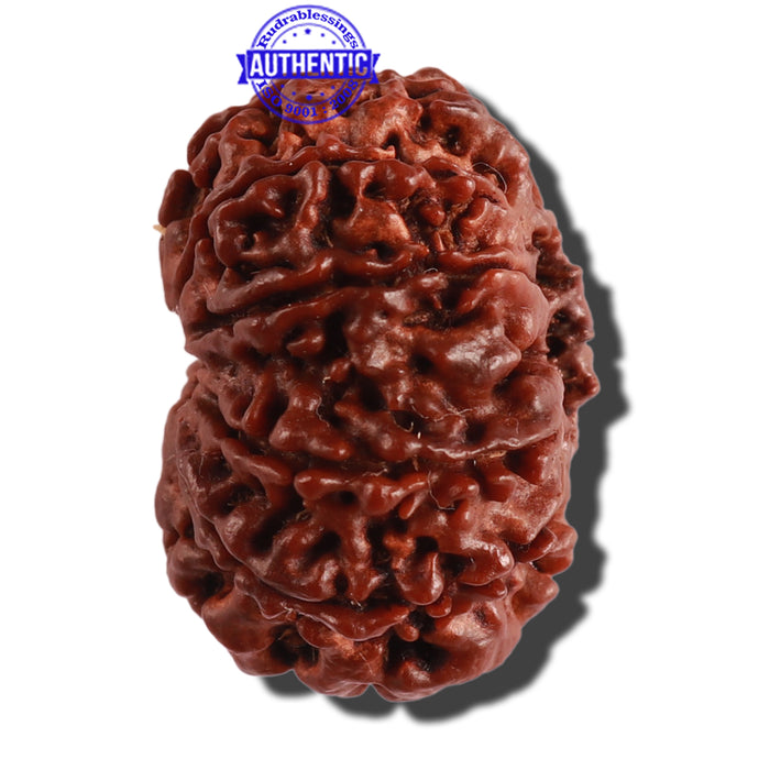 11 Mukhi Nepalese Rudraksha - Bead No. 249