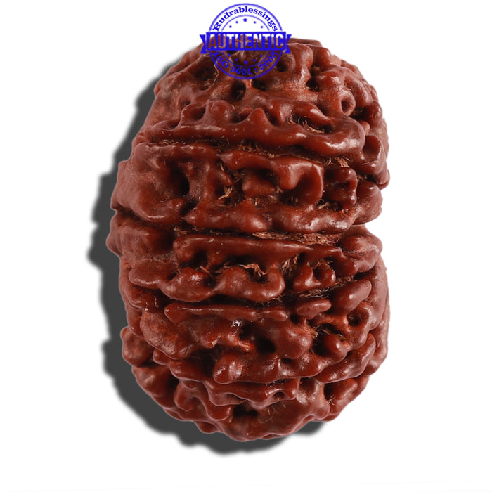 11 Mukhi Nepalese Rudraksha - Bead No. 249