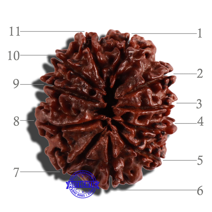 11 Mukhi Nepalese Rudraksha - Bead No. 252