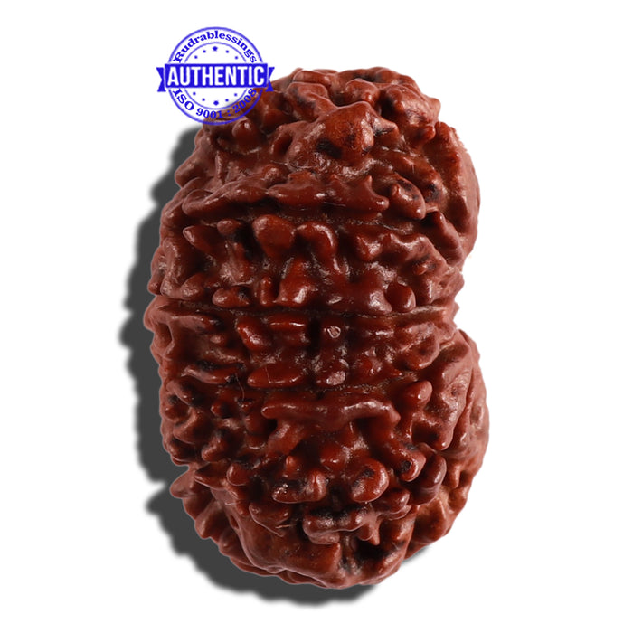11 Mukhi Nepalese Rudraksha - Bead No. 252