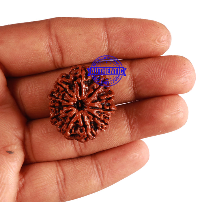 11 Mukhi Nepalese Rudraksha - Bead No. 253