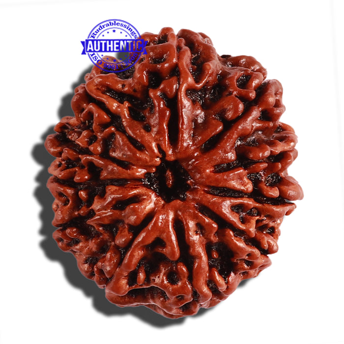 11 Mukhi Nepalese Rudraksha - Bead No. 253