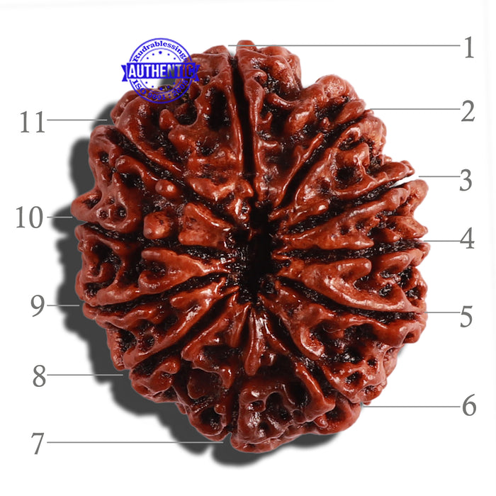 11 Mukhi Nepalese Rudraksha - Bead No. 253