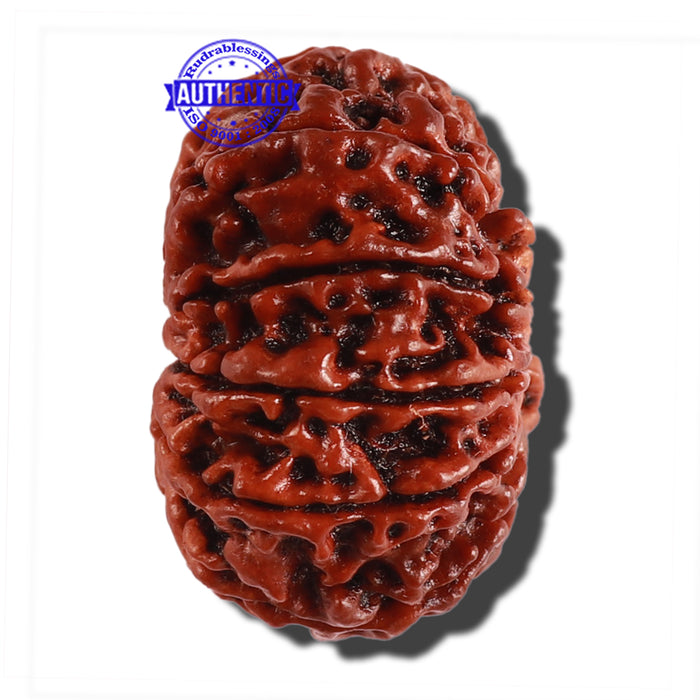 11 Mukhi Nepalese Rudraksha - Bead No. 253