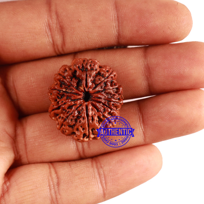 11 Mukhi Nepalese Rudraksha - Bead No. 254