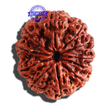 Load image into Gallery viewer, 11 Mukhi Nepalese Rudraksha - Bead No. 254
