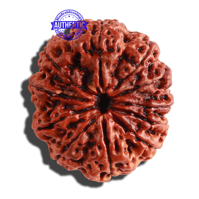 11 Mukhi Nepalese Rudraksha - Bead No. 254
