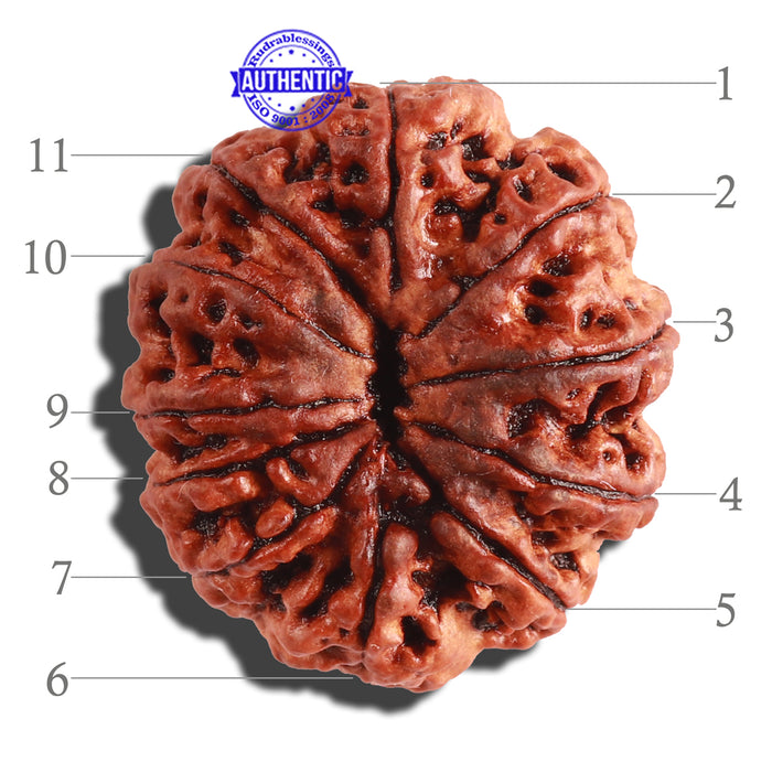 11 Mukhi Nepalese Rudraksha - Bead No. 254