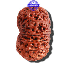 Load image into Gallery viewer, 11 Mukhi Nepalese Rudraksha - Bead No. 254
