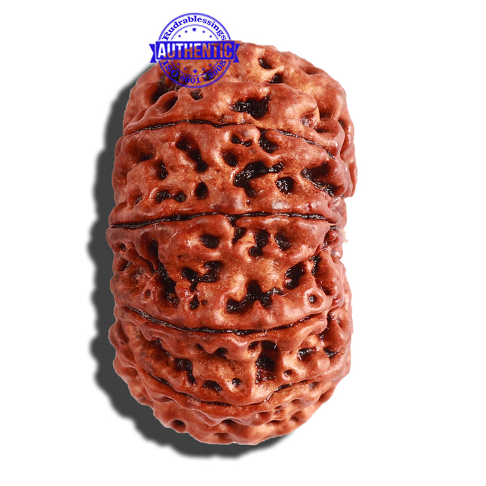 11 Mukhi Nepalese Rudraksha - Bead No. 254